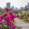 中之島 rose