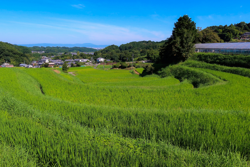 明日香村棚田 ｰ夏景ｰ