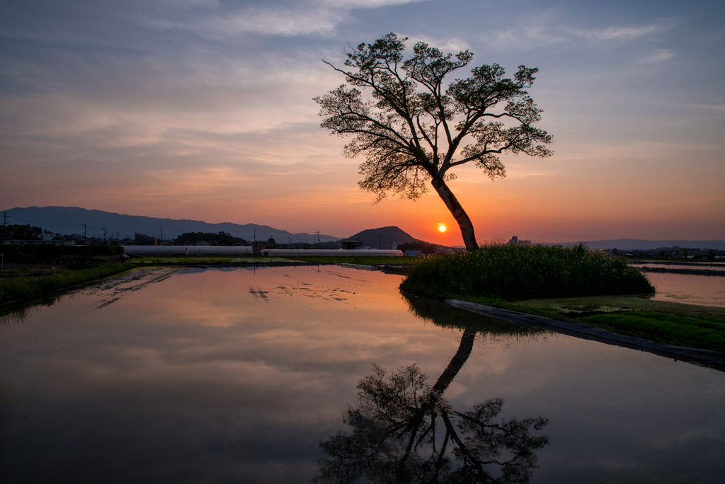 夕照の水田 ｰ畝傍山に沈む夕ｰ