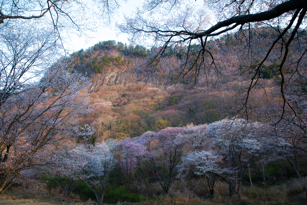  宇陀の山桜