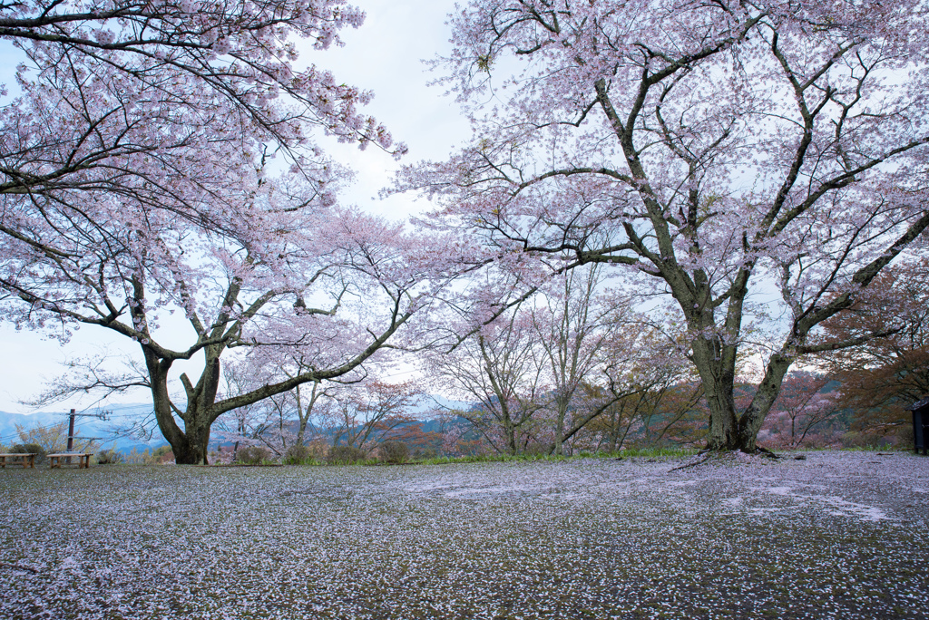 桜雪ひらひら