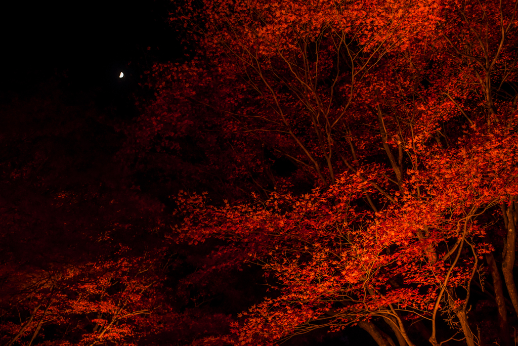 　月と紅