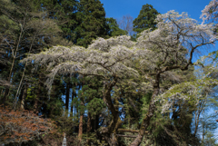 　転法輪寺枝垂桜