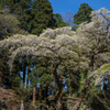 　転法輪寺枝垂桜
