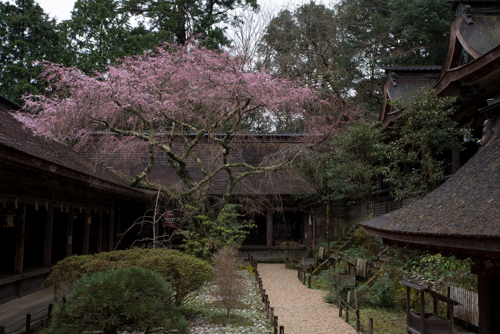 回廊と枝垂れ桜