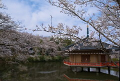 文珠院の春