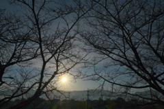 朝陽 ｰ冬枯れ桜ｰ