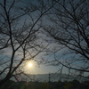 朝陽 ｰ冬枯れ桜ｰ