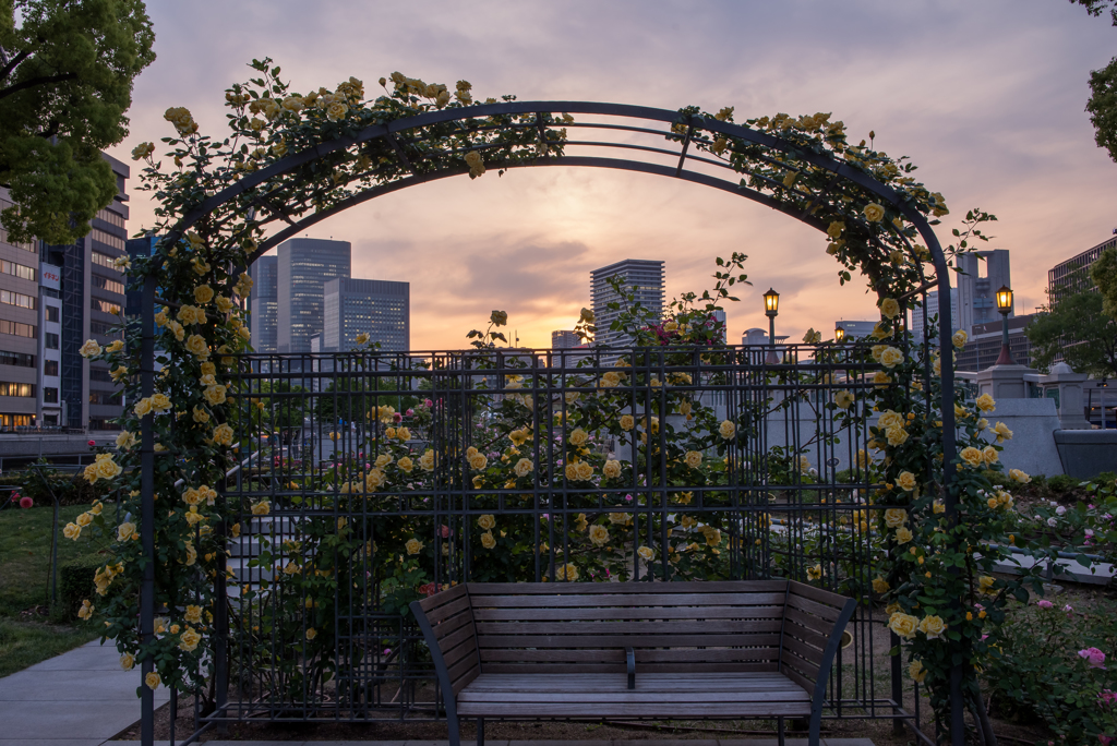 夕刻のRose Garden