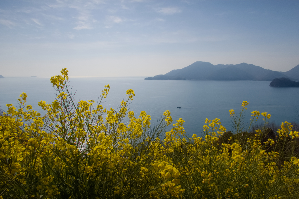 因島春景