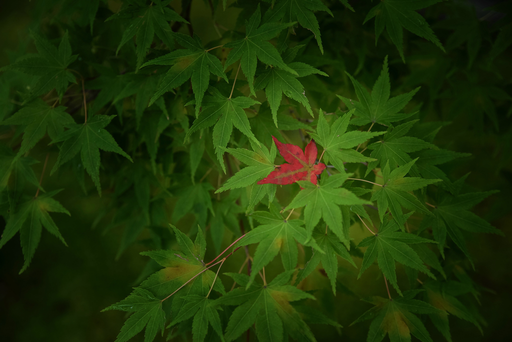 ま～～だだよ～～～