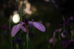 Iris Color