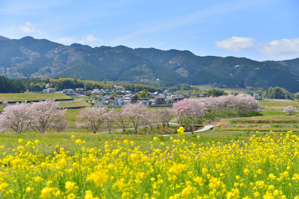  あの日歩いた桜道