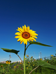 夏色の空と