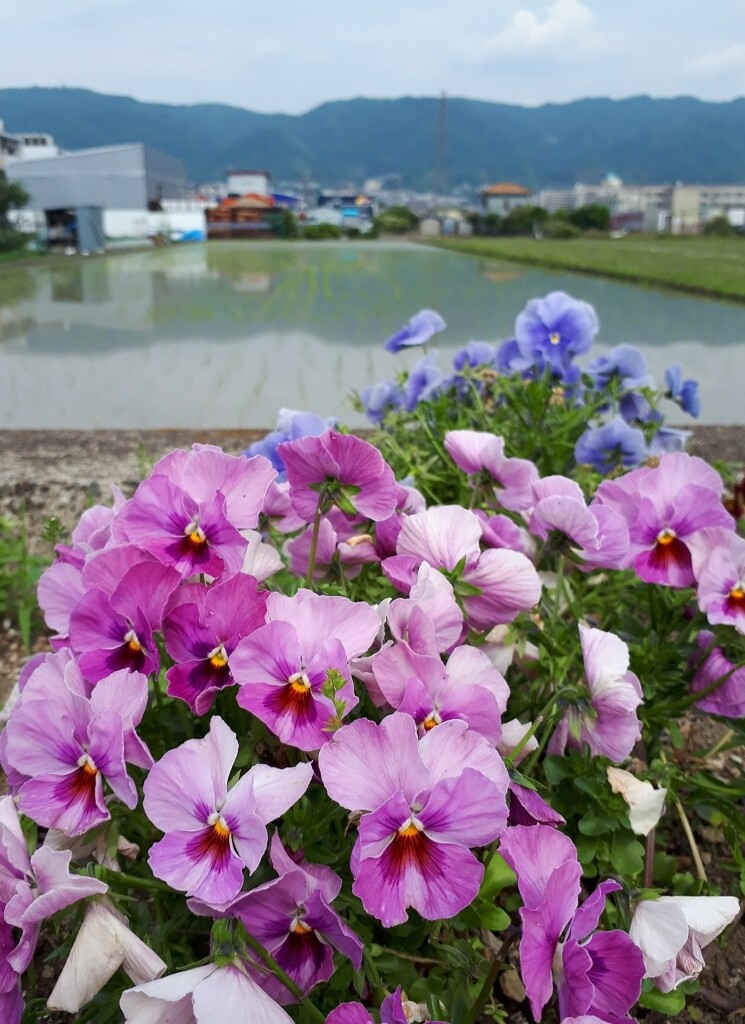 田園の脇に咲く…