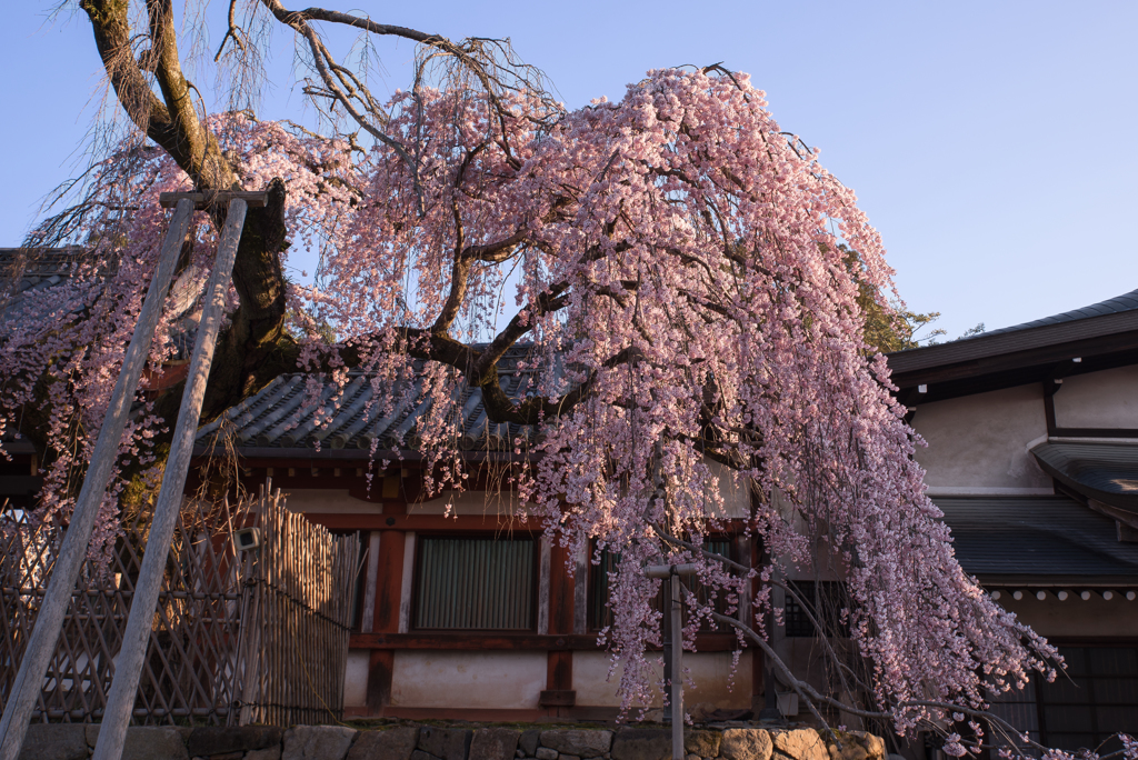 　奈良一番桜