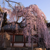 　奈良一番桜