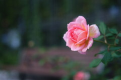 Autumn rose