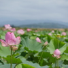 伊豆沼蓮