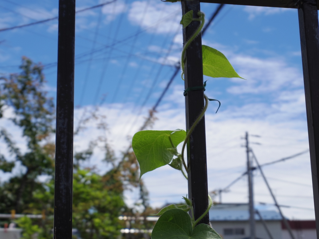 葉っぱ越しの青空