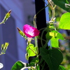 真夏の朝顔2