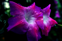 gloomy glory