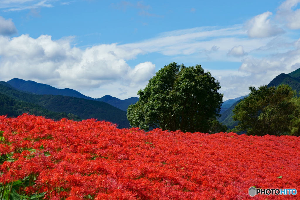 紅の絨毯