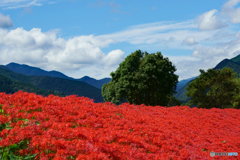 紅の絨毯