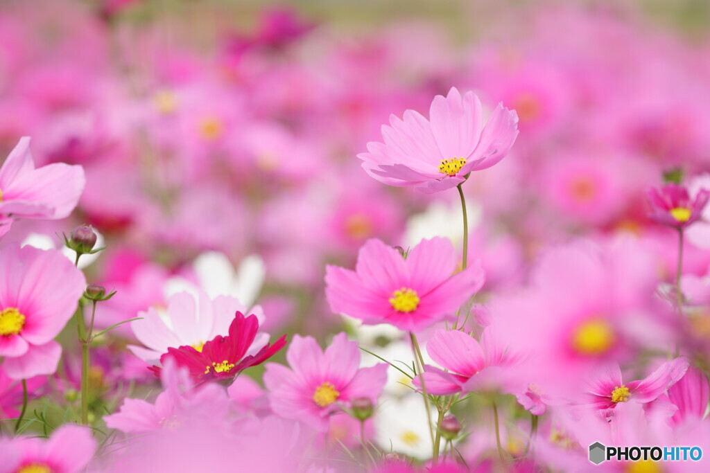 秋桜 ～満開～