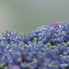 紫陽花②