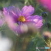 秋桜⑧
