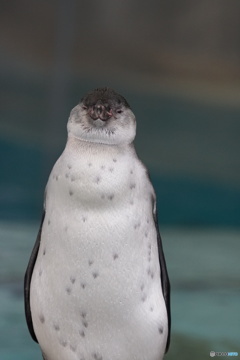 ペンギン（悪い顔）