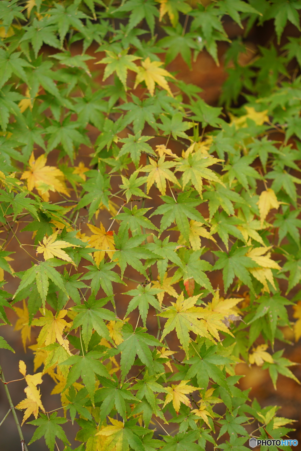 緑・黄・緑