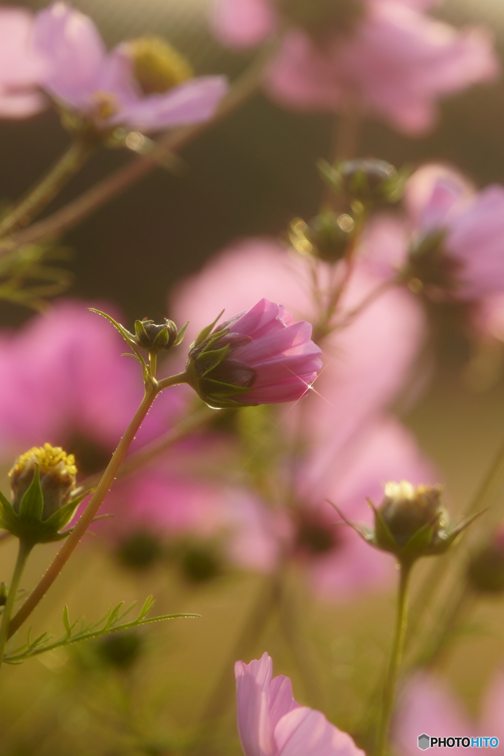 秋桜⑨