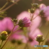 秋桜⑨