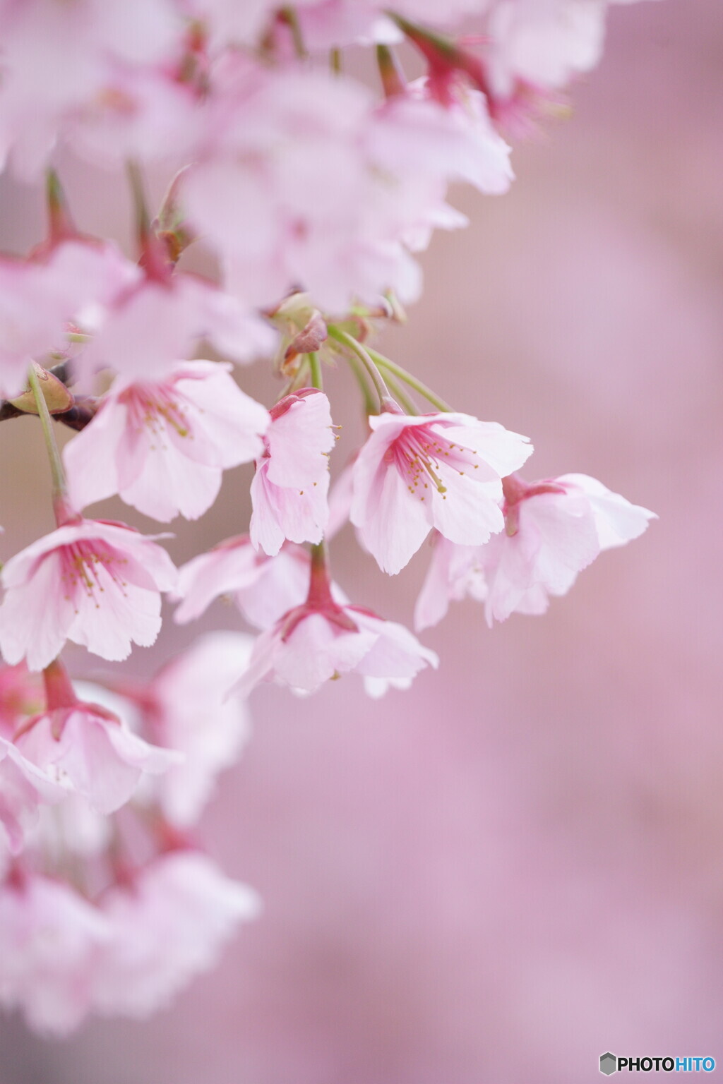 河津桜