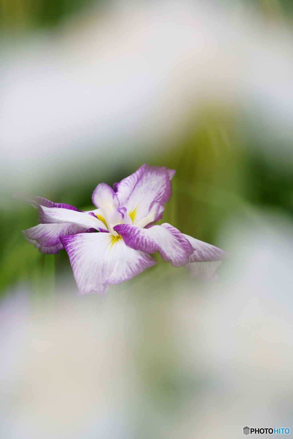 花菖蒲