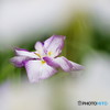 花菖蒲
