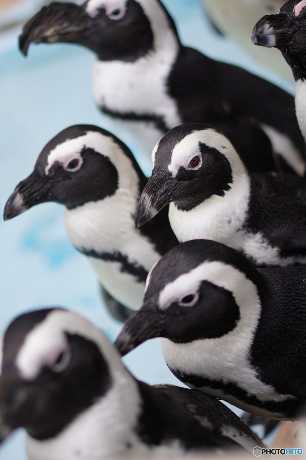 マゼランペンギン②