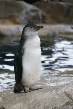 ペンギン（普通の顔）