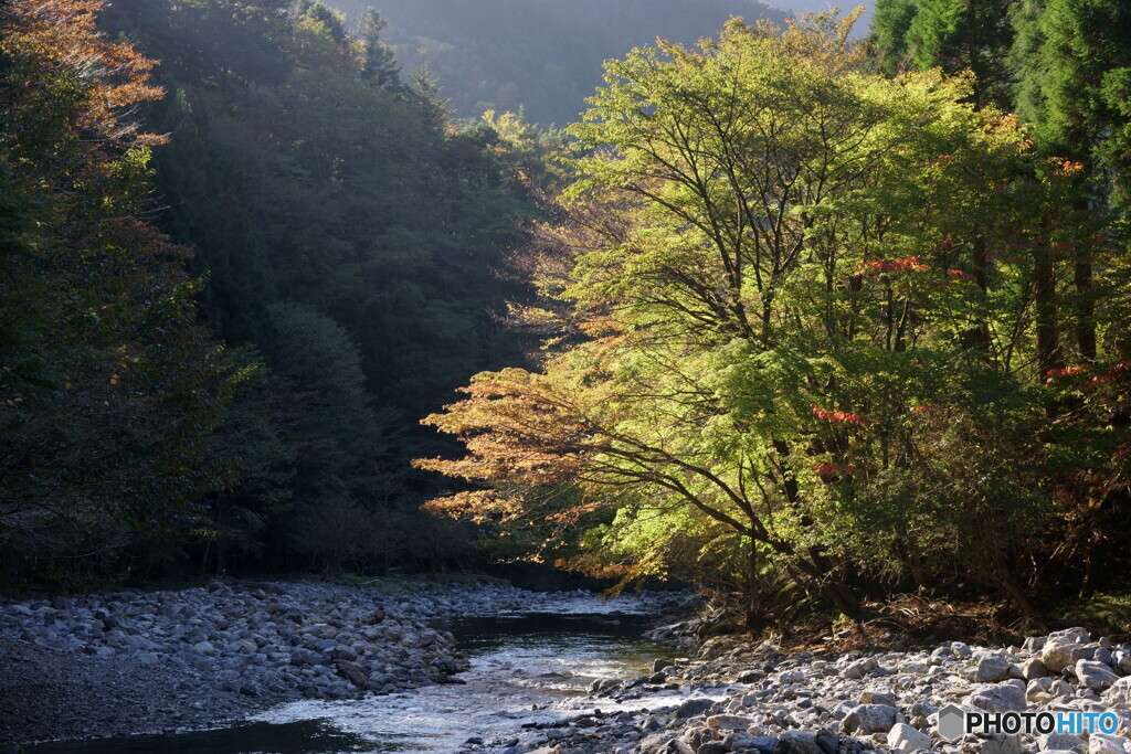 紅葉を求めて ～不発～