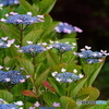 紫陽花
