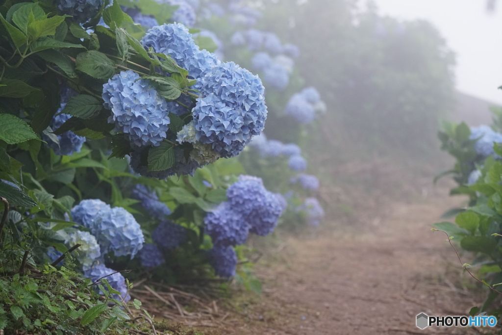 紫陽花③