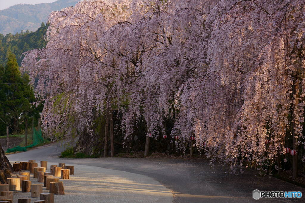 熊谷町のしだれ桜