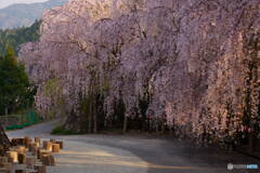 熊谷町のしだれ桜