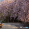 熊谷町のしだれ桜