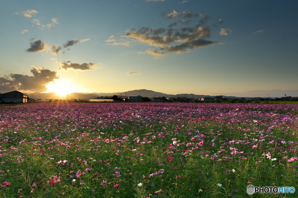 秋桜畑 ～夕景～