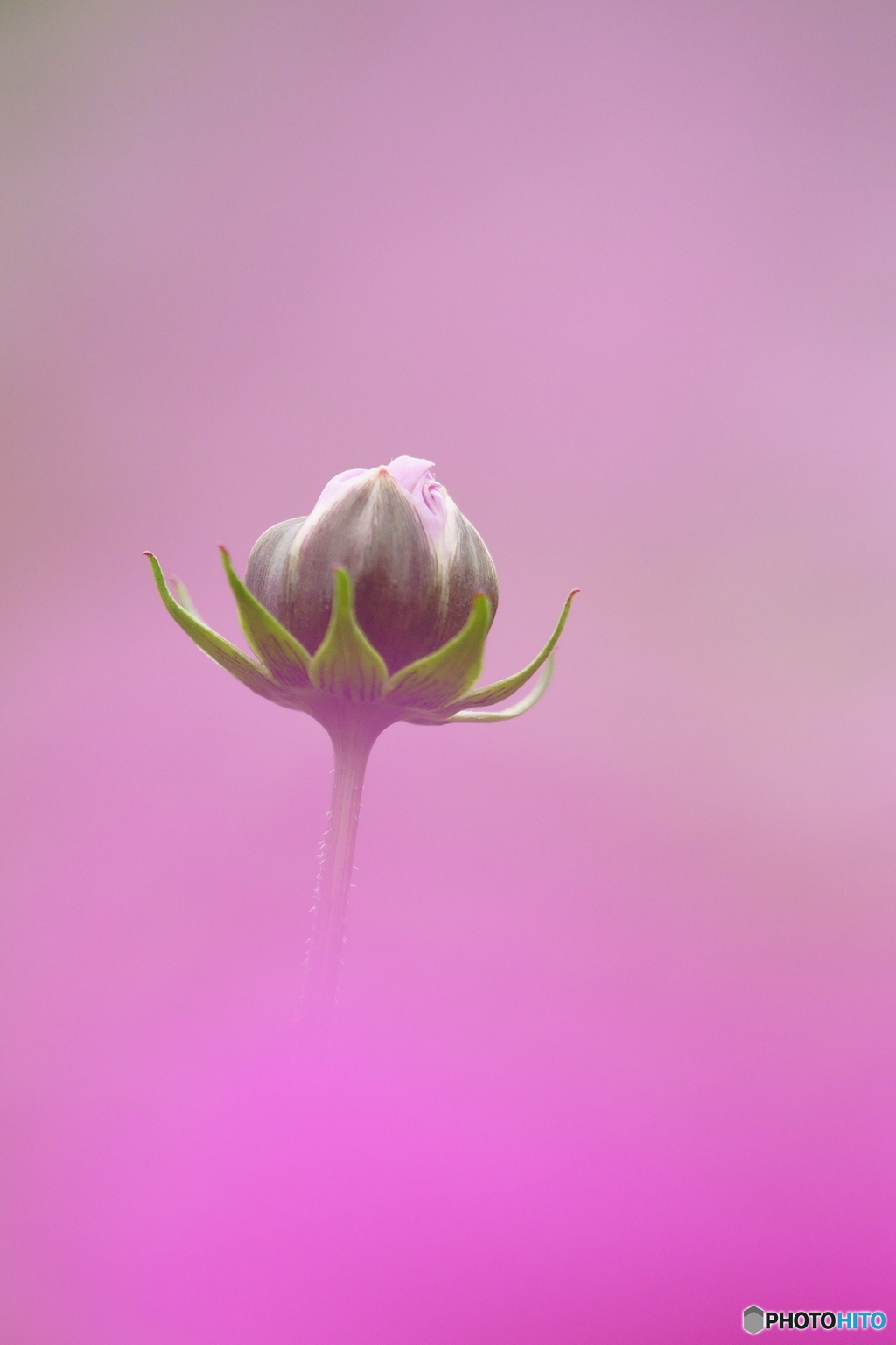 秋桜④