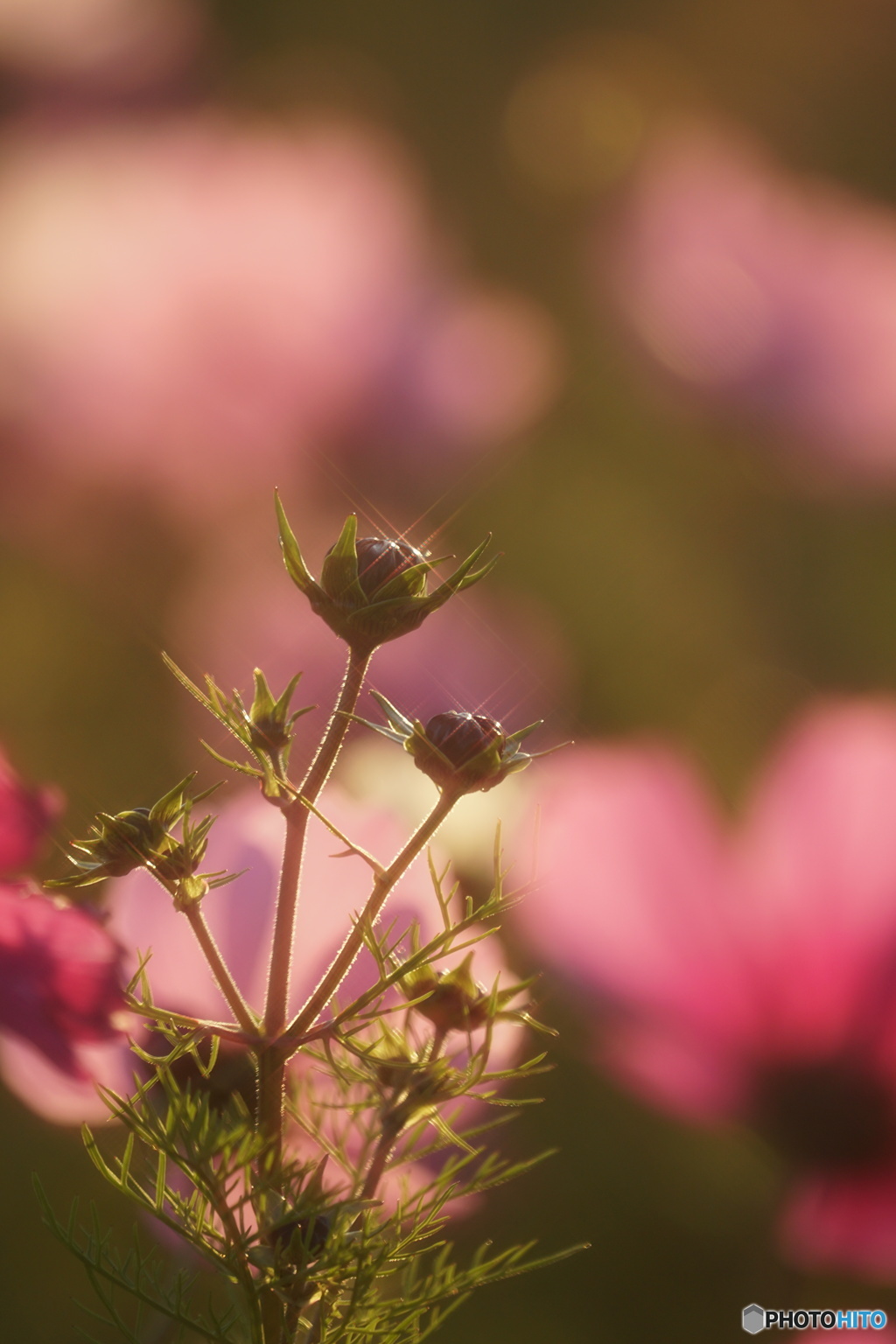 秋桜⑦