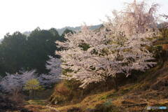 早朝、今年も桜が撮りたくて